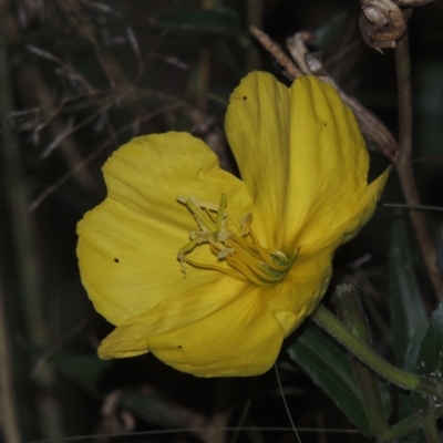 Oenothera stricta subsp. stricta (Common Evening Primrose) at Tuggeranong, ACT - 25 Feb 2023 by michaelb