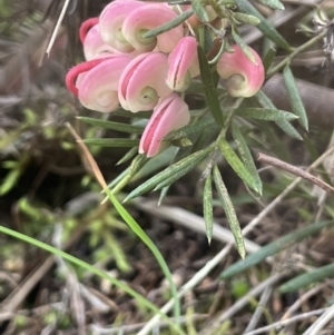 Grevillea sp. at Dalton, NSW - 27 Aug 2023 03:22 PM