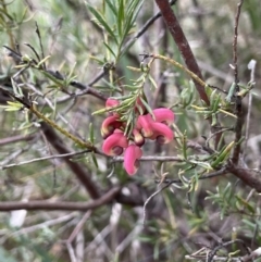 Grevillea sp. at Dalton, NSW - 27 Aug 2023 03:22 PM