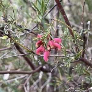 Grevillea sp. at Dalton, NSW - 27 Aug 2023 03:22 PM