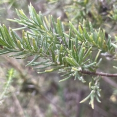 Grevillea sp. at Dalton, NSW - 27 Aug 2023 03:22 PM