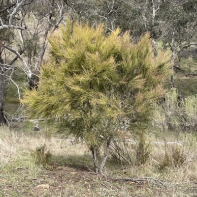 Exocarpos strictus (Dwarf Cherry) at Dalton, NSW - 27 Aug 2023 by JaneR