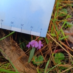 Hovea heterophylla (Common Hovea) at Mulligans Flat - 27 Aug 2023 by JasoL