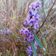 Hovea heterophylla (Common Hovea) at Gungahlin, ACT - 28 Aug 2023 by JasoL