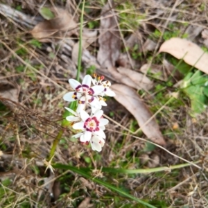 Wurmbea dioica subsp. dioica at Gungahlin, ACT - 27 Aug 2023 02:30 PM