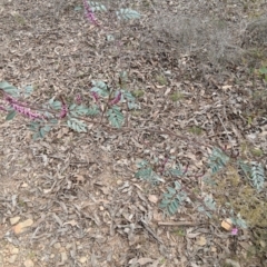 Indigofera australis subsp. australis at Sutton, NSW - 27 Aug 2023