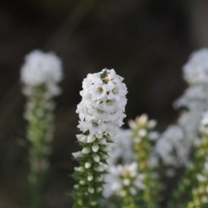 Epacris breviflora at Paddys River, ACT - 26 Aug 2023 02:34 PM