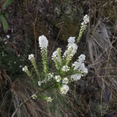 Epacris breviflora at Paddys River, ACT - 26 Aug 2023 02:34 PM