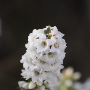 Epacris breviflora at Paddys River, ACT - 26 Aug 2023 02:34 PM