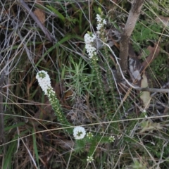 Epacris breviflora at Paddys River, ACT - 26 Aug 2023 02:34 PM