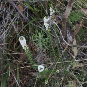 Epacris breviflora at Paddys River, ACT - 26 Aug 2023 02:34 PM