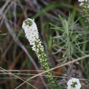 Epacris breviflora at Paddys River, ACT - 26 Aug 2023 02:34 PM