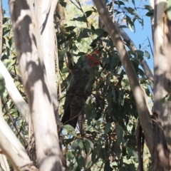 Callocephalon fimbriatum (Gang-gang Cockatoo) at Gibraltar Pines - 26 Aug 2023 by RAllen