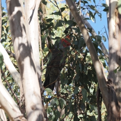 Callocephalon fimbriatum (Gang-gang Cockatoo) at Paddys River, ACT - 26 Aug 2023 by RAllen