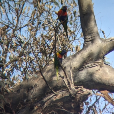 Trichoglossus moluccanus (Rainbow Lorikeet) at Thurgoona, NSW - 26 Aug 2023 by Darcy