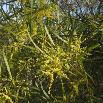 Acacia floribunda (White Sally Wattle, Gossamer Wattle) at Umbagong District Park - 25 Aug 2023 by pinnaCLE