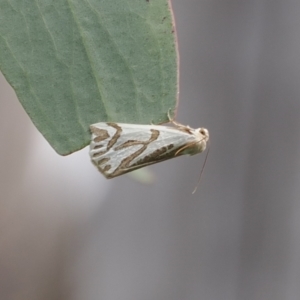 Thalaina inscripta at Rendezvous Creek, ACT - 24 Mar 2023 01:17 PM