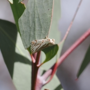 Thalaina inscripta at Rendezvous Creek, ACT - 24 Mar 2023 01:17 PM