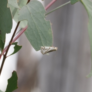 Thalaina inscripta at Rendezvous Creek, ACT - 24 Mar 2023 01:17 PM