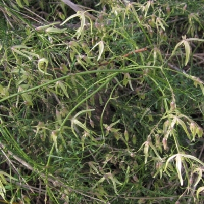 Clematis leptophylla (Small-leaf Clematis, Old Man's Beard) at Macgregor, ACT - 25 Aug 2023 by pinnaCLE