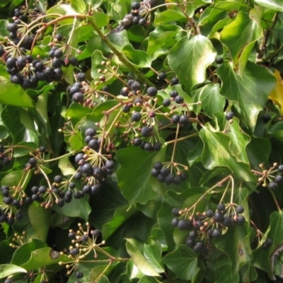 Hedera sp. (helix or hibernica) (Ivy) at Latham, ACT - 21 Aug 2023 by pinnaCLE