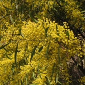 Acacia rubida at Macgregor, ACT - 21 Aug 2023