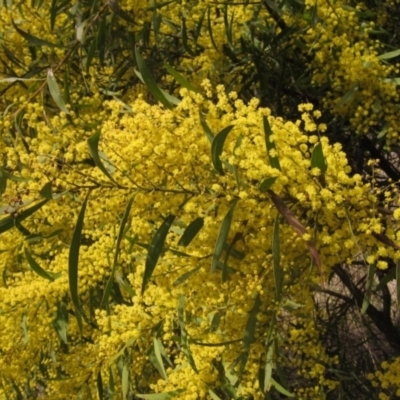 Acacia rubida (Red-stemmed Wattle, Red-leaved Wattle) at Umbagong District Park - 21 Aug 2023 by pinnaCLE