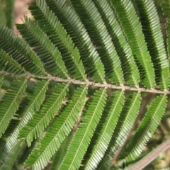 Acacia mearnsii (Black Wattle) at Umbagong District Park - 21 Aug 2023 by pinnaCLE