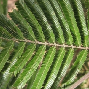 Acacia mearnsii at Macgregor, ACT - 21 Aug 2023