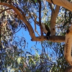 Entomyzon cyanotis (Blue-faced Honeyeater) at Curtin, ACT - 26 Aug 2023 by Fiboa