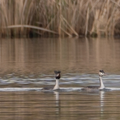 Podiceps cristatus (Great Crested Grebe) at Acton, ACT - 28 Aug 2023 by Bigfish69