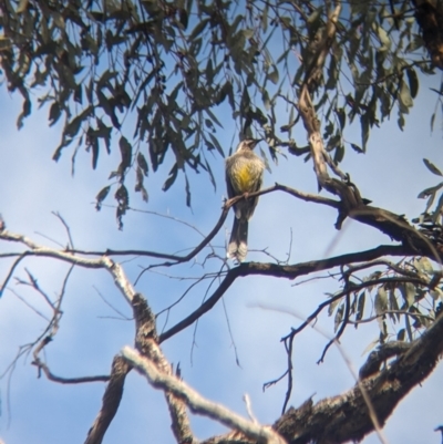 Anthochaera carunculata (Red Wattlebird) at Chiltern, VIC - 27 Aug 2023 by Darcy