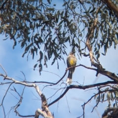 Anthochaera carunculata at Chiltern, VIC - 27 Aug 2023 10:47 AM