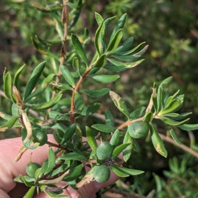 Persoonia rigida (Hairy Geebung) at Chiltern, VIC - 27 Aug 2023 by Darcy