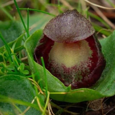 Corysanthes incurva (Slaty Helmet Orchid) at Canberra Central, ACT - 26 Aug 2023 by Kenton