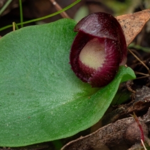 Corysanthes incurva at suppressed - 27 Aug 2023