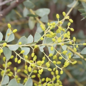 Acacia cultriformis at O'Connor, ACT - 27 Aug 2023 03:31 PM