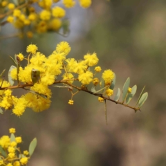 Acacia buxifolia subsp. buxifolia (Box-leaf Wattle) at Caladenia Forest, O'Connor - 27 Aug 2023 by ConBoekel