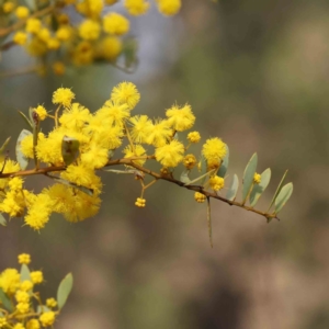 Acacia buxifolia subsp. buxifolia at O'Connor, ACT - 27 Aug 2023