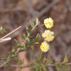 Acacia gunnii (Ploughshare Wattle) at Caladenia Forest, O'Connor - 27 Aug 2023 by ConBoekel