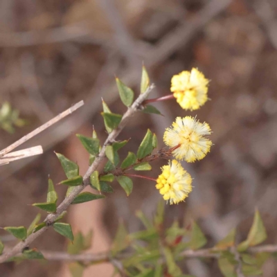 Acacia gunnii (Ploughshare Wattle) at O'Connor, ACT - 27 Aug 2023 by ConBoekel