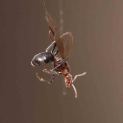 Papyrius sp. (genus) (A Coconut Ant) at O'Connor, ACT - 27 Aug 2023 by ConBoekel