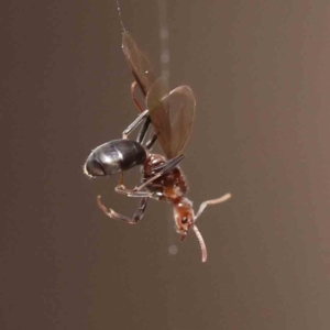 Papyrius sp. (genus) at O'Connor, ACT - 27 Aug 2023