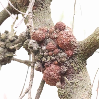 Fungal gall of Exocarpus sp. at Caladenia Forest, O'Connor - 27 Aug 2023 by ConBoekel