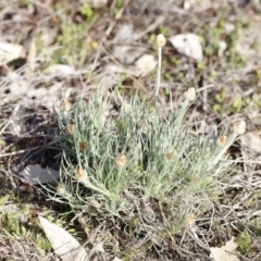 Leucochrysum albicans (Hoary Sunray) at Kama - 26 Aug 2023 by JimL