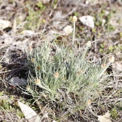 Leucochrysum albicans (Hoary Sunray) at Molonglo River Reserve - 26 Aug 2023 by JimL