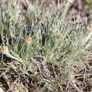 Leucochrysum albicans at Belconnen, ACT - 27 Aug 2023