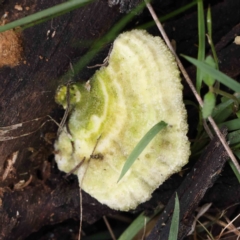 zz Polypore (shelf/hoof-like) at O'Connor, ACT - 27 Aug 2023 by ConBoekel