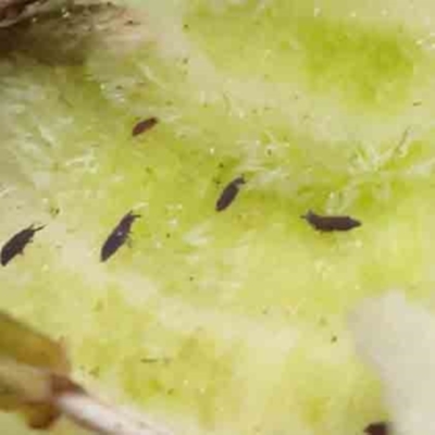 Hypogastrura sp. (genus) (A Springtail) at Caladenia Forest, O'Connor - 27 Aug 2023 by ConBoekel