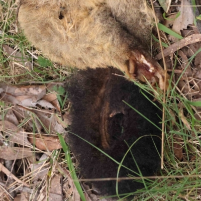 Trichosurus vulpecula (Common Brushtail Possum) at Caladenia Forest, O'Connor - 27 Aug 2023 by ConBoekel